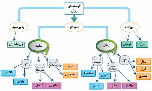 بررسی دقیق انواع نژاد گوسفندان ایران (بخش اول )